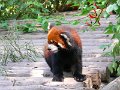 Pandas (048)